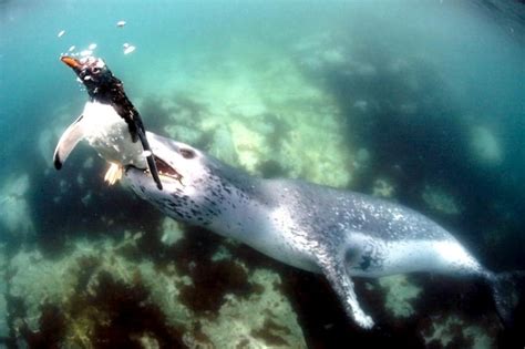 Leopard Seal – "OCEAN TREASURES" Memorial Library