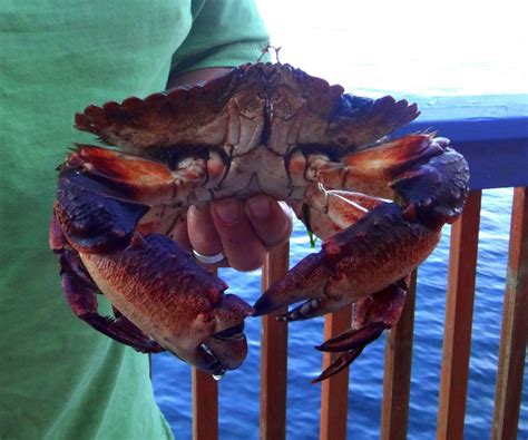 Crabbing Basics for Puget Sound | Puget sound, Puget sound washington ...