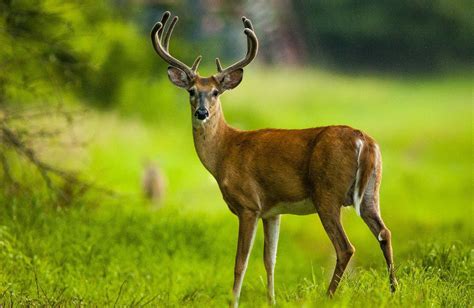 Nebraska wildlife takes center stage in amazing photographs | Photo ...