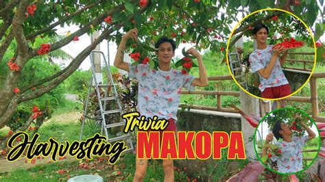 HARVESTING MAKOPA FRUIT - Health Benefits / Trivia - YouTube