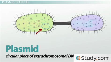 Bacterial Conjugation: Definition & Protocol - Video & Lesson Transcript | Study.com