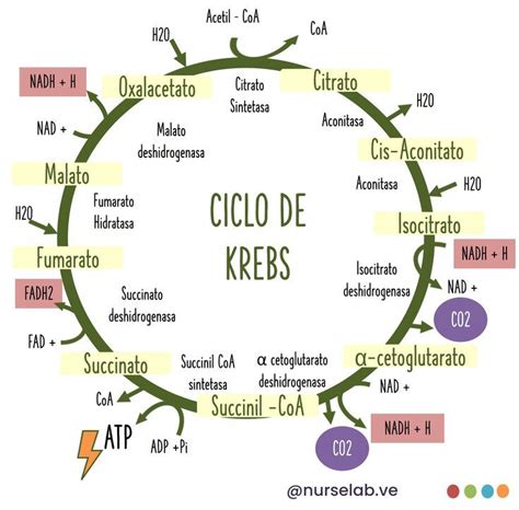 Ciclo de Krebs | Apuntes de clase, Enseñanza de química, Enseñanza biología