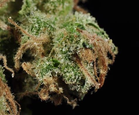 Headband | Marijuana Strain Library | PotGuide.com