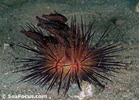 Cardinalfish – image gallery | marine species information | diving photos | underwater videos