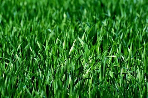 How to Choose the Best Grass Seed for Clay Soil | Mad Backyard