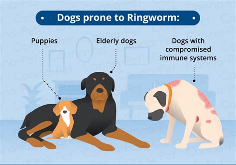How Long Is A Dog With Ringworm Contagious