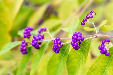 Beautyberry Shrub: Plant Care & Growing Guide