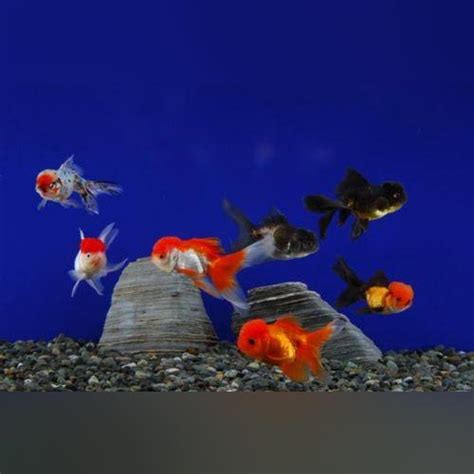 Assorted Oranda Goldfish 2.5" (Lot of 4) | AquariumFishSale.com