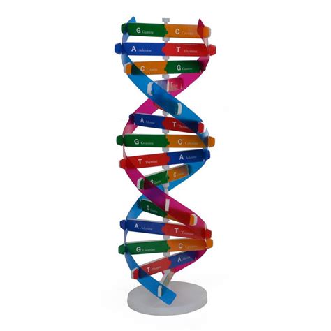 Genes humanos modelos de dna dupla hélice ciência brinquedos popularização ensino aprendizagem ...