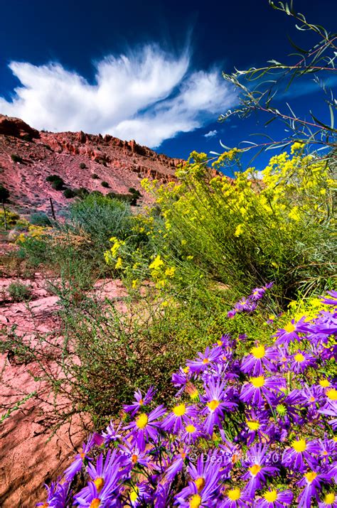 New Mexico Wildflowers | dfikar | Flickr