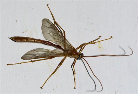 Ichneumon Wasp Sting: Effective Remedies & Tips for Relief