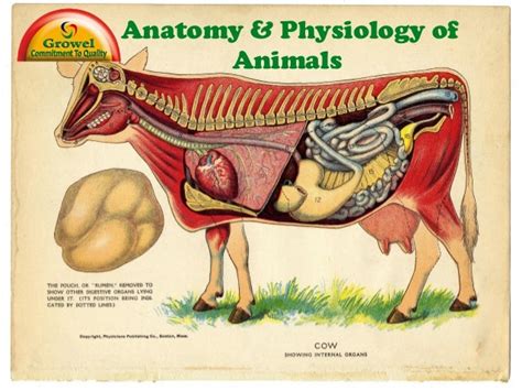 Anatomy & Physiology of Animals