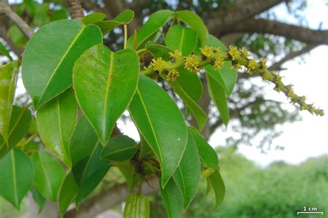 Manchineel: One Caribbean Travel Danger You're Likely to Face