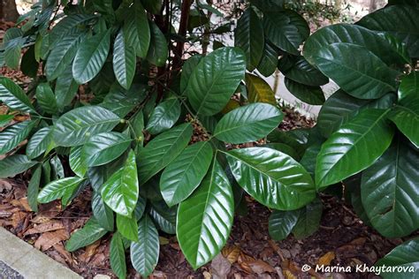 Trees of Tropical Asia - Coffea liberica