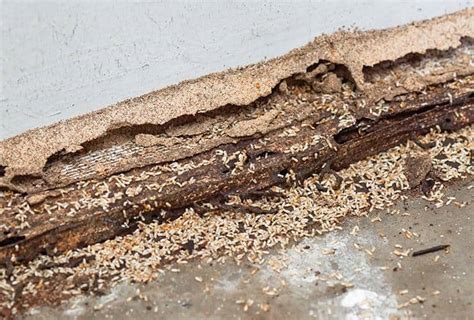 Signs Of A Termite Infestation | Identify Termite Problems