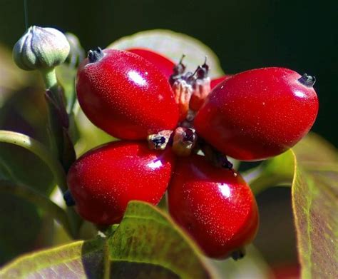 Are Dogwood Berries Poisonous to Dogs? Are Dogwood Trees Poisonous to Dogs?