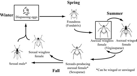 Aphids Life Cycle Pdf