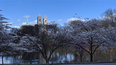 Newark Branch Brook Park Cherry Blossom Festival 2022