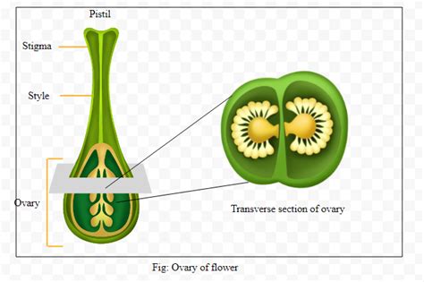 The statements given below describe certain features that are observed in the pistil of flowers ...