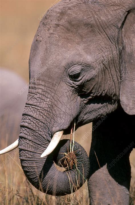 Elephant Eating Grass - Stock Image - C004/6031 - Science Photo Library