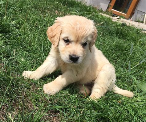 "Golden Retriever" Puppies For Sale | Sterling, OH #282629
