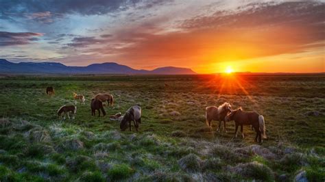 3am, Sunrise, Summer solstice, Iceland : Horses