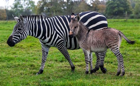 Britain's second ever zonkey born on Somerset farm