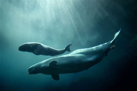 Es hora de salvar una ballena azul bebe en Tola