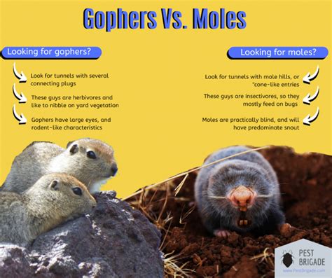 Gophers vs. Moles - What's the Difference? - Pest Brigade