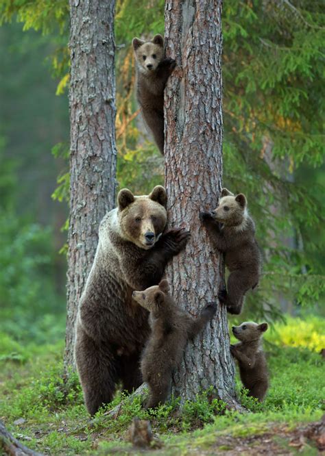 22+ Adorable Animal Family Portraits | Bored Panda