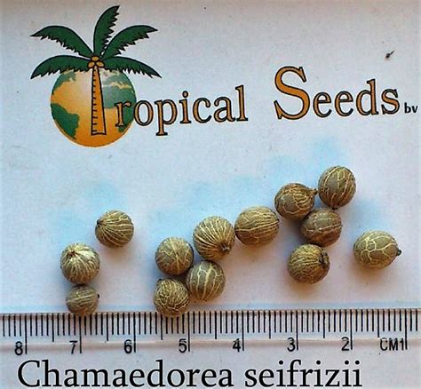 Chamaedorea seifrizii Seeds