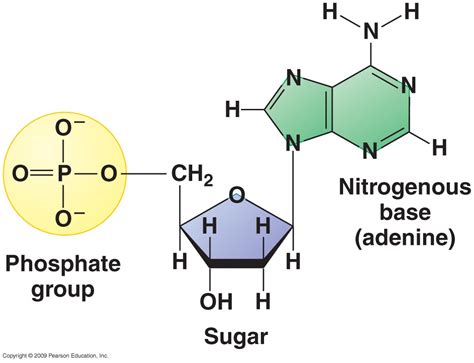 Nucleic Acids: DNA And RNA | A-Level Biology Revision Notes