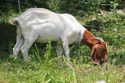 Vet in Pakistan: Boer Goat Breed Characteristics and Farming Benefits ...