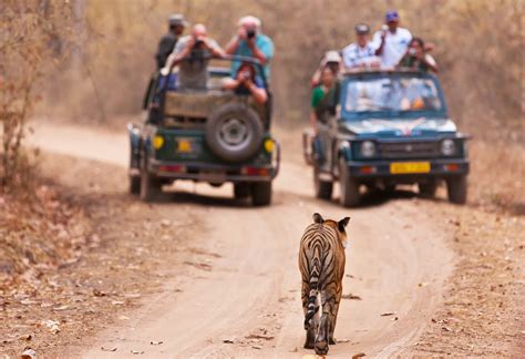 Jeep Safari in Jaipur - Every Detail You Need to Know - Yatra.com