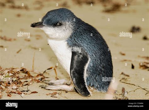 Fairy or Little penguin Stock Photo - Alamy