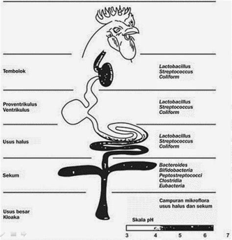 ILMU PETERNAKAN : MENJAGA SISTIM PENCERNAAN UNTUK MENJAGA DAN ...