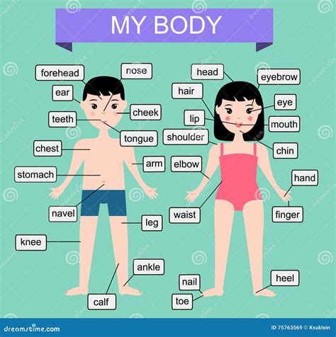 My Body. Learning Human Parts of Body. Educational Vector Illustration for Kids. Children ...