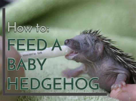 How to Feed a Baby Hedgehog - Heavenly Hedgies