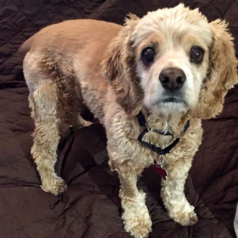 Adorable Senior Cocker Spaniel Available for Adoption in Parker, CO