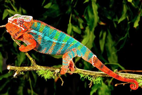 Rainbow Panther Chameleon, Fucifer Photograph by David Northcott - Pixels