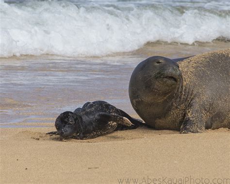 Baby Monk Seal and Mom | Abe Kowitz