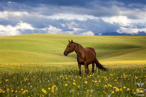 horses · Kazakhstan travel and tourism blog