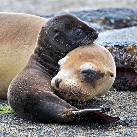 Galápagos Sea Lion – "OCEAN TREASURES" Memorial Library