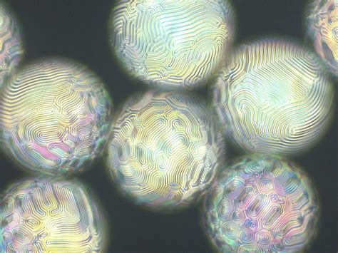 Cholesteric liquid crystal shells encapsulating water droplets | Nikon’s Small World