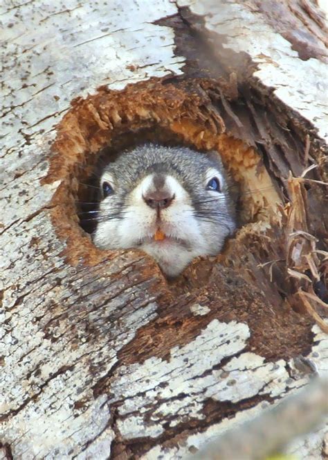 Hibernating Arctic Ground Squirrel - YouTube | Cute little animals, Baby squirrel, Squirrel