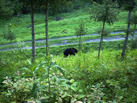 Black Bear Free Stock Photo - Public Domain Pictures