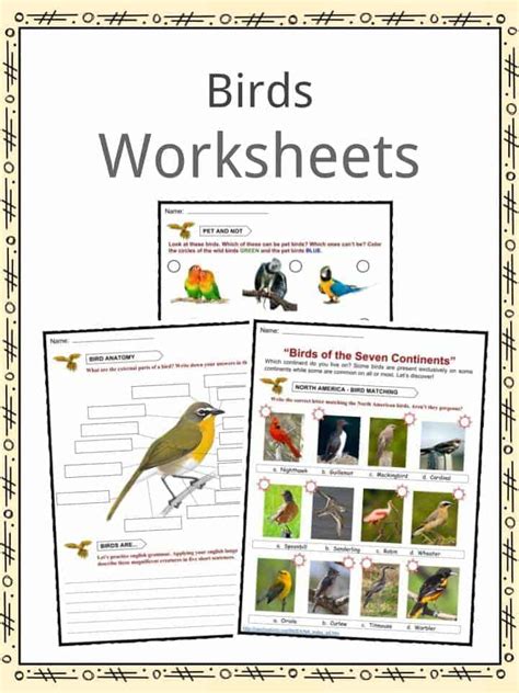 Bird Facts, Habitat, Diet, Behavior, Worksheets & Information For Kids