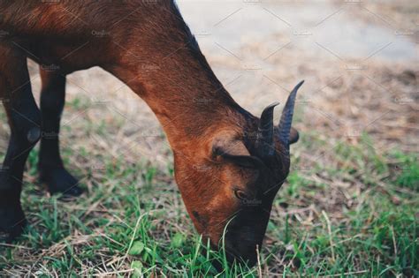 Domestic Goat | High-Quality Animal Stock Photos ~ Creative Market