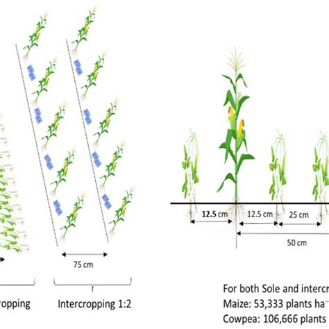 Experimental cropping patterns: cowpea monocropping; cowpea-maize ...