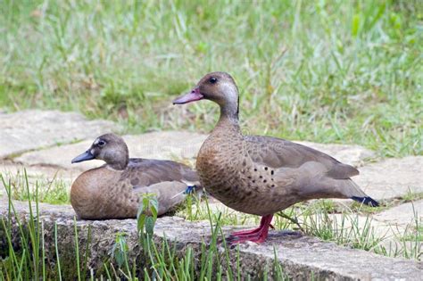 Brazilian Duck or Brazilian Teal, Common Wild Duck in South Amer Stock ...